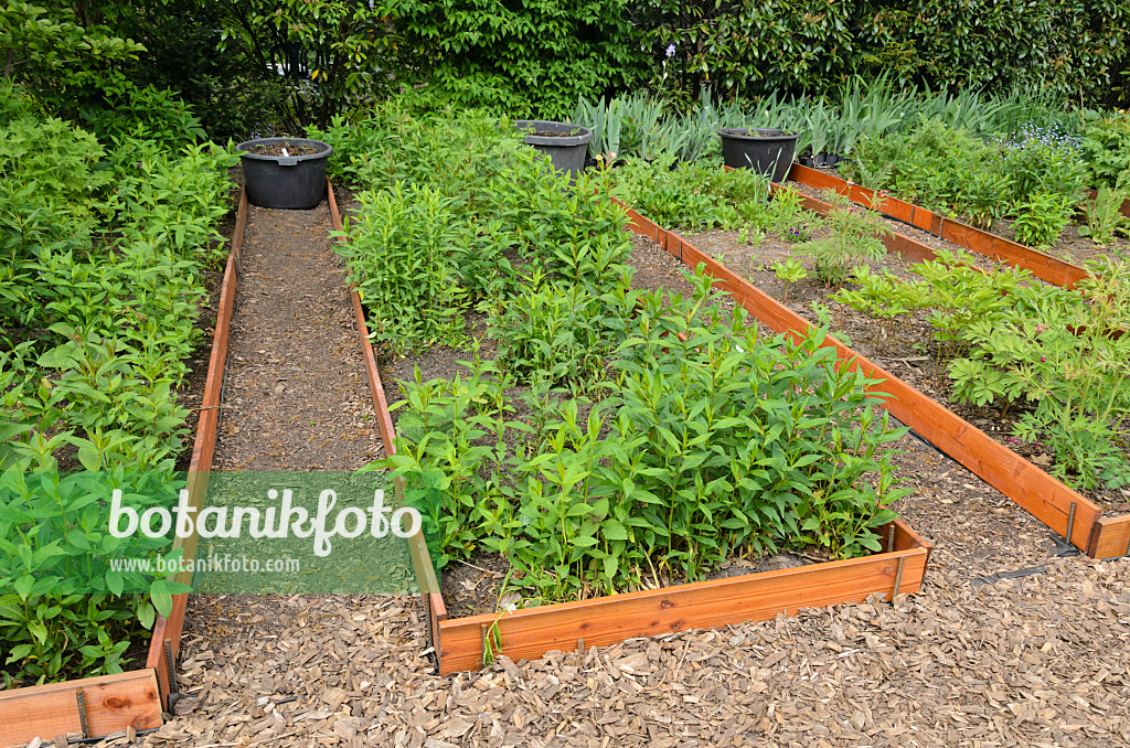 544106 - Garden phlox (Phlox paniculata) in propagation beds