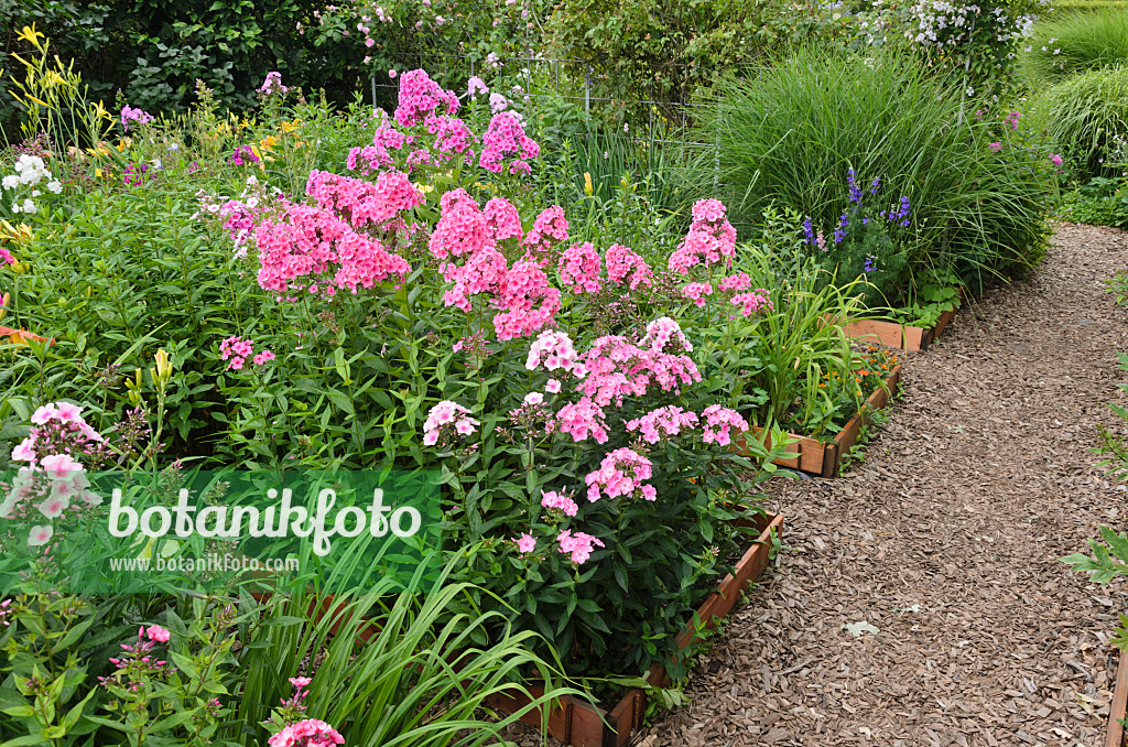 546046 - Garden phlox (Phlox paniculata) in propagation beds