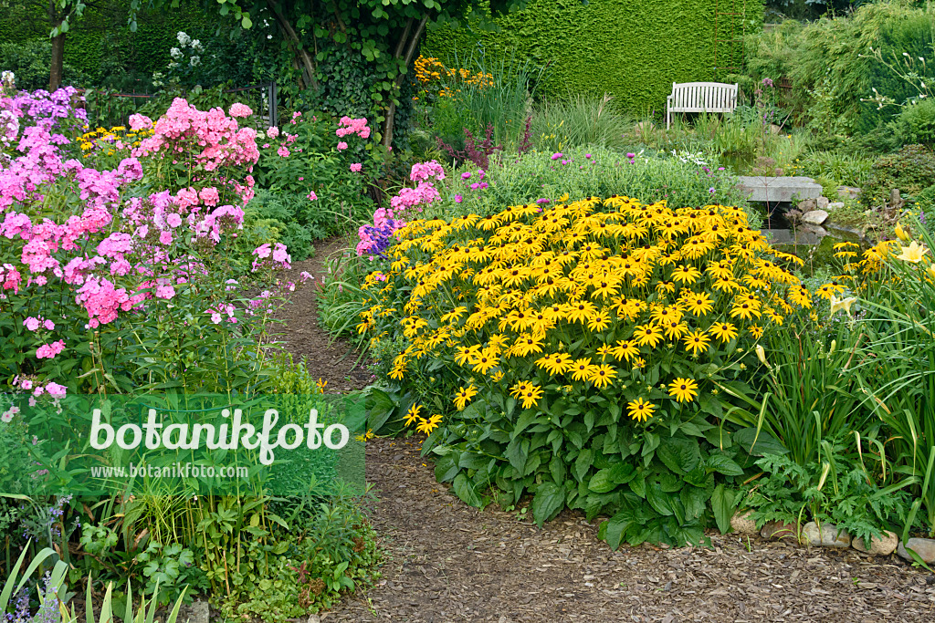 559088 - Garden phlox (Phlox paniculata) and orange cone flower (Rudbeckia fulgida)