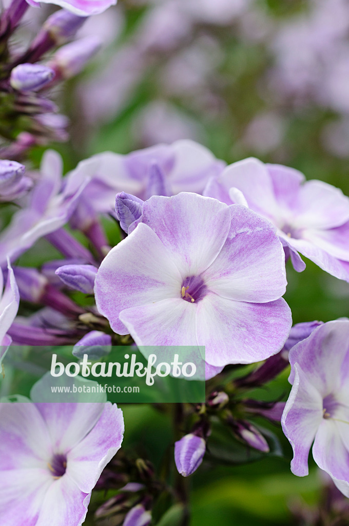 474010 - Garden phlox (Phlox paniculata 'Violetta Gloriosa')