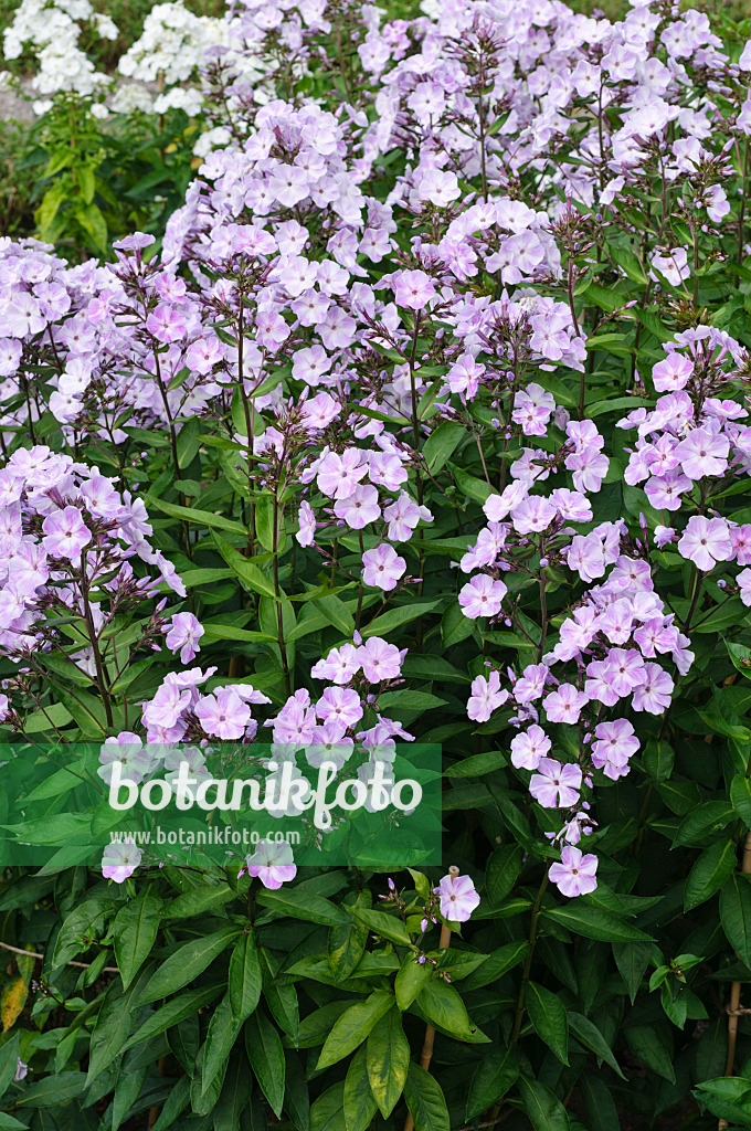 474012 - Garden phlox (Phlox paniculata 'Violetta Gloriosa')