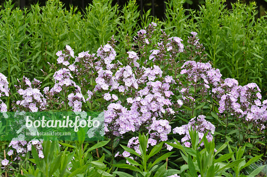 474018 - Garden phlox (Phlox paniculata 'Violetta Gloriosa')