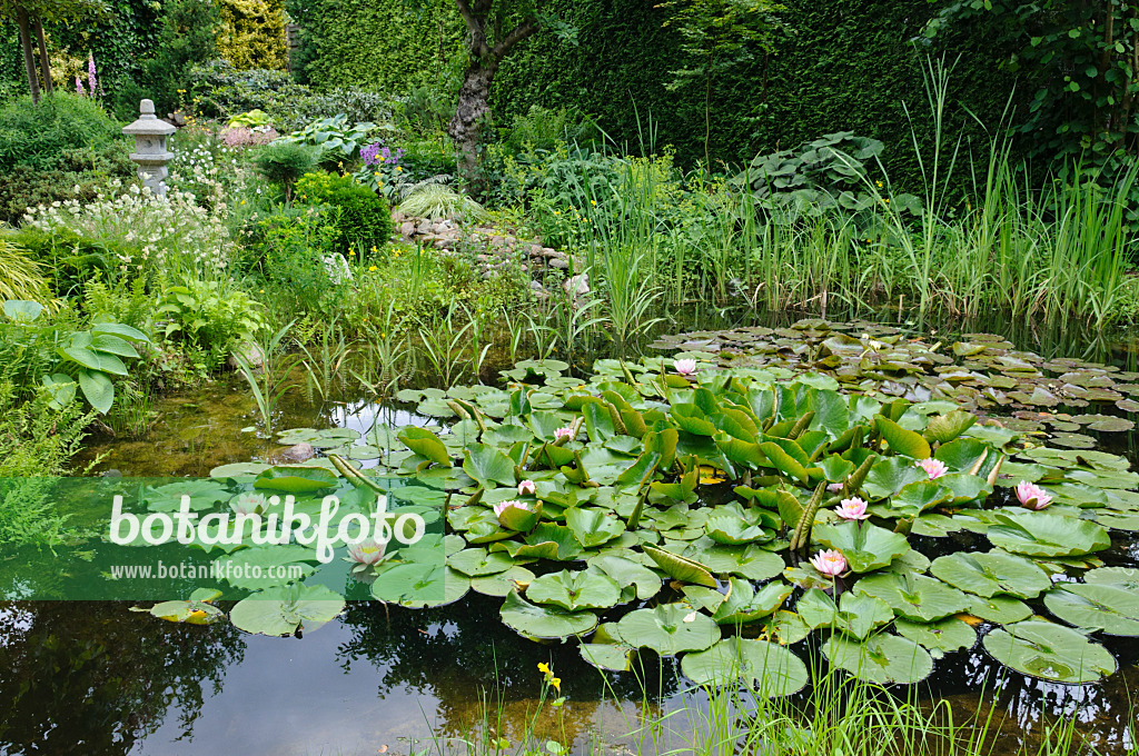 473084 - Garden pond with water lilies (Nymphaea)