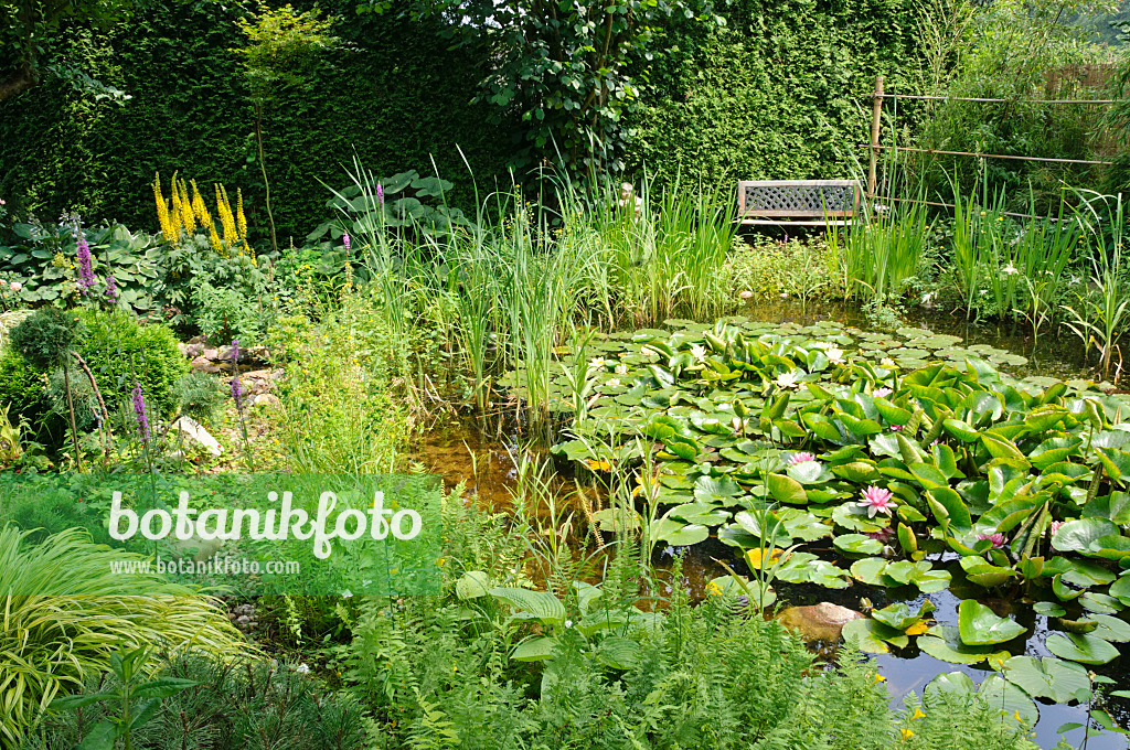 474084 - Garden pond with water lilies (Nymphaea)