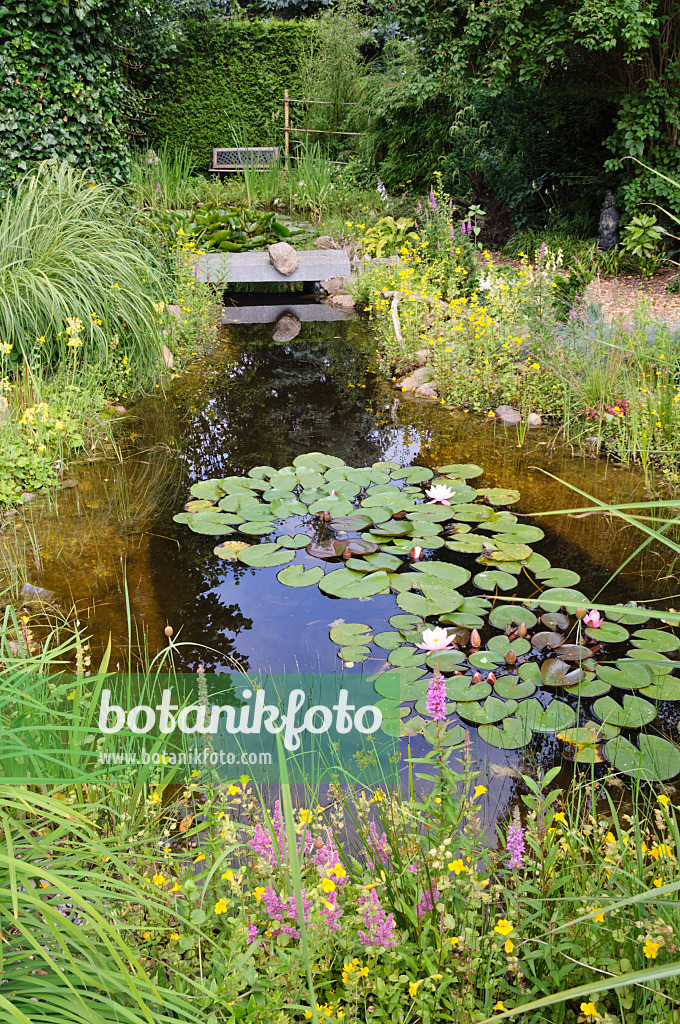 474148 - Garden pond with water lilies (Nymphaea)