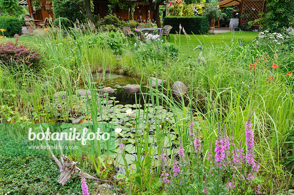 486009 - Garden pond with water lilies (Nymphaea)