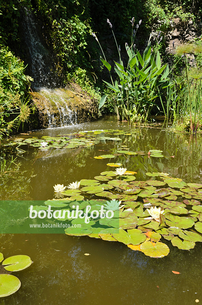 557295 - Garden pond with water lilies (Nymphaea)