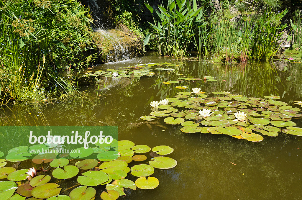 557296 - Garden pond with water lilies (Nymphaea)