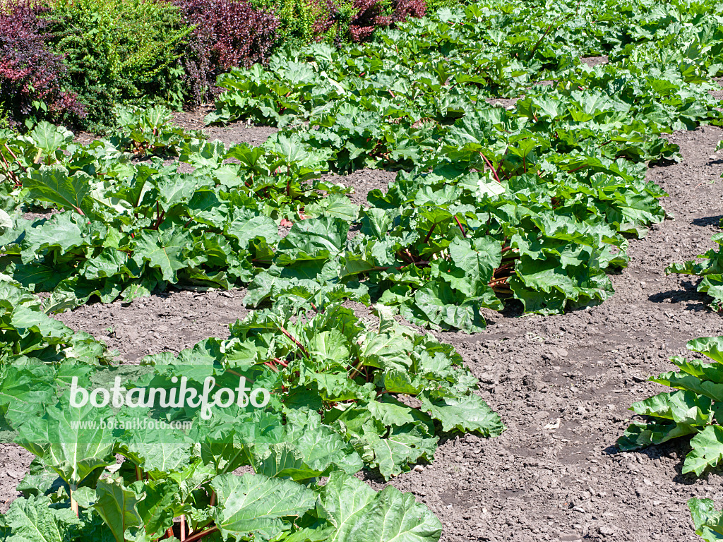 485151 - Garden rhubarb (Rheum rhabarbarum syn. Rheum undulatum)