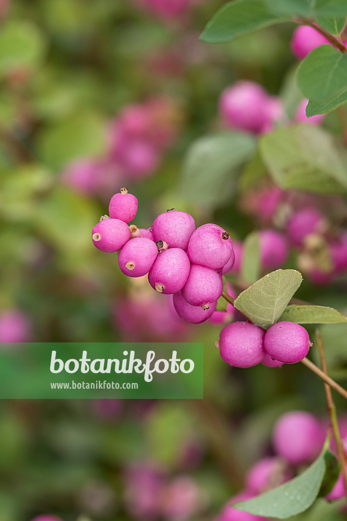 638355 - Garden snowberry (Symphoricarpos x doorenbosii 'Amethyst')