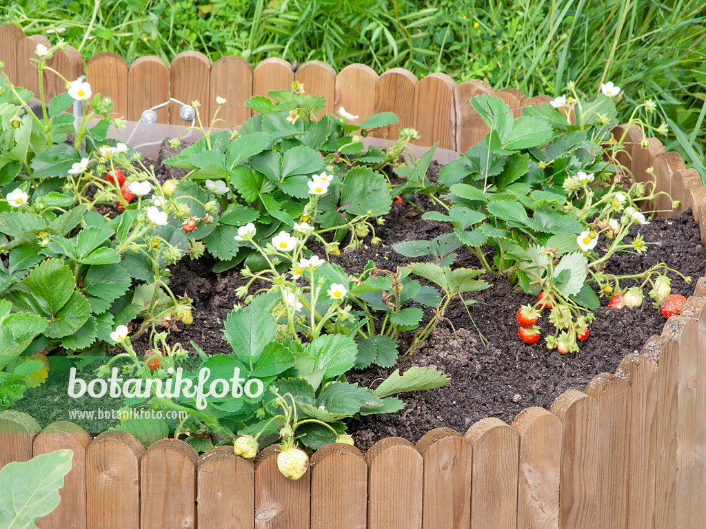 476173 - Garden strawberry (Fragaria x ananassa) in a raised bed