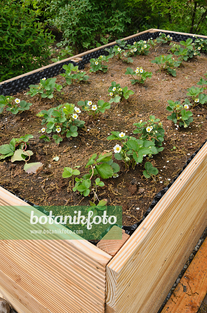 544107 - Garden strawberry (Fragaria x ananassa) in a raised bed