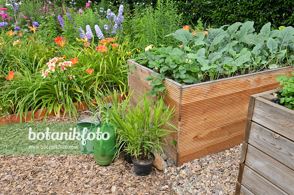 546049 - Garden strawberry (Fragaria x ananassa) and kohlrabi (Brassica oleracea var. gongyloides) in raised beds