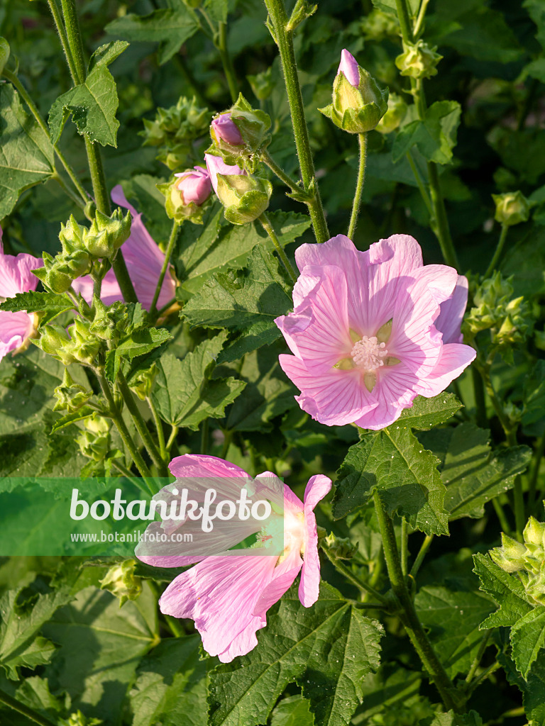 438278 - Garden tree mallow (Lavatera thuringiaca)