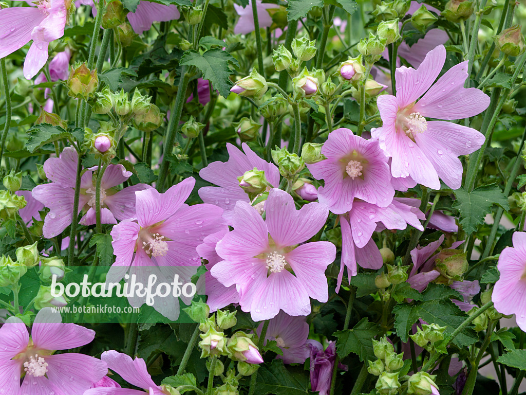 449051 - Garden tree mallow (Lavatera thuringiaca)