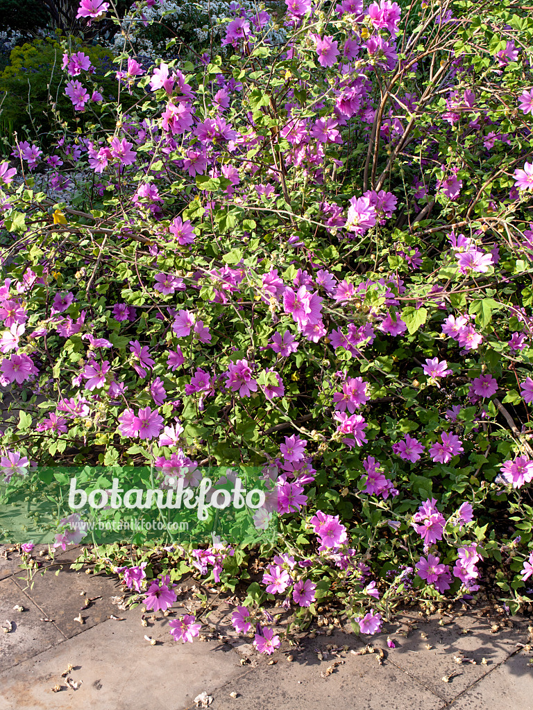 462045 - Garden tree mallow (Lavatera thuringiaca 'Kew Rose')