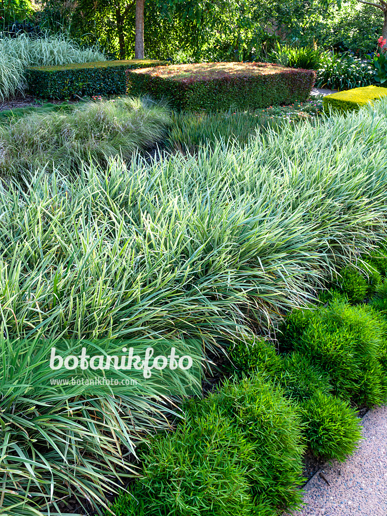 455048 - Garden with different types of grass in rows and large mossy stone boulders