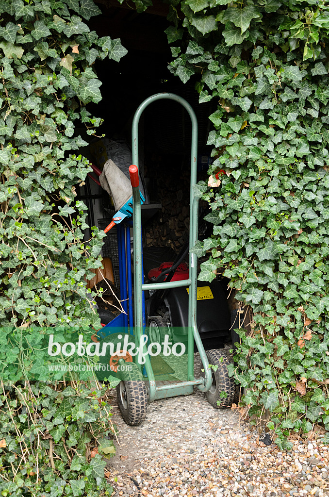 520148 - Gardening tools in an ivy-covered shed