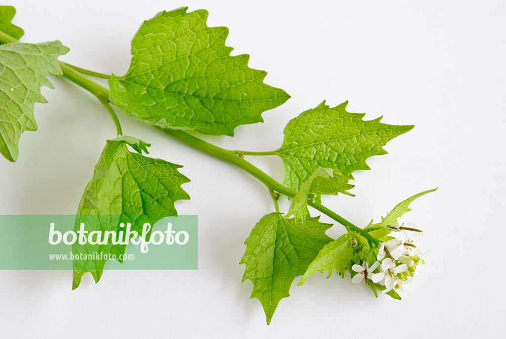 481006 - Garlic mustard (Alliaria petiolata)