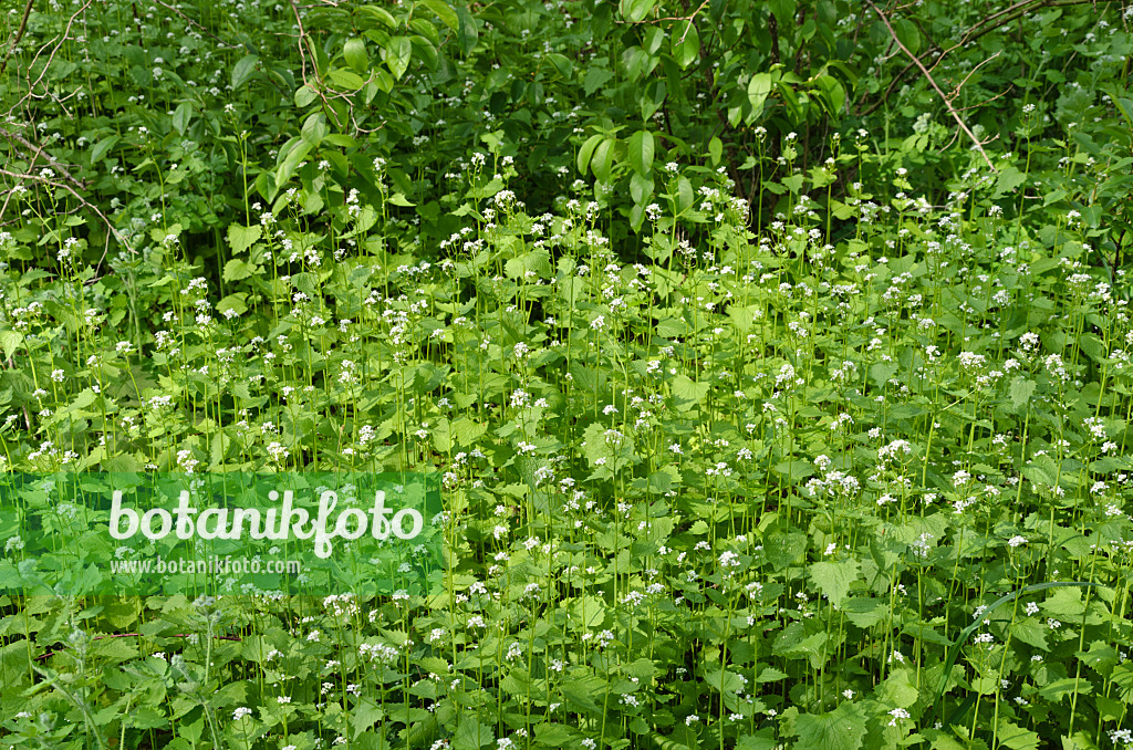 507202 - Garlic mustard (Alliaria petiolata)