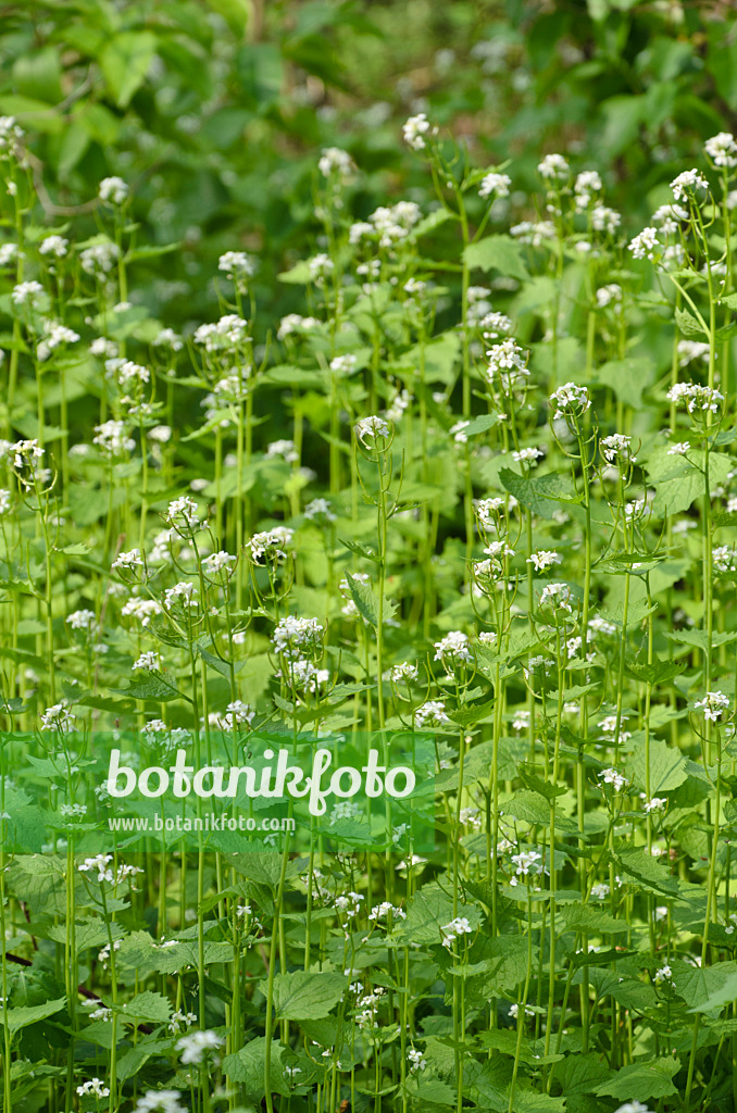 507203 - Garlic mustard (Alliaria petiolata)