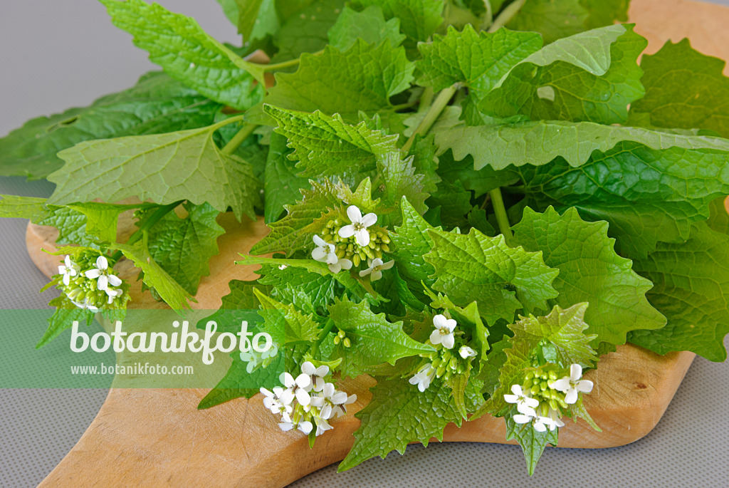 479080 - Garlic mustard (Alliaria petiolata) on a cutting board