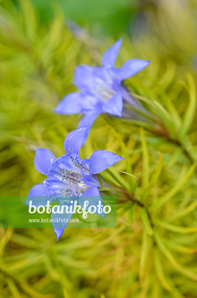 572034 - Gentian (Gentiana paradoxa)