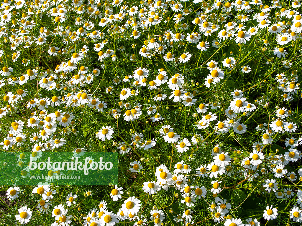 438016 - German chanomile (Matricaria recutita syn. Matricaria chamomilla)