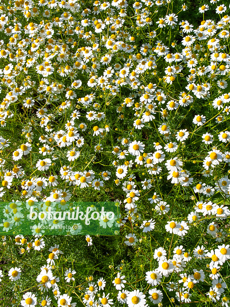 438017 - German chanomile (Matricaria recutita syn. Matricaria chamomilla)