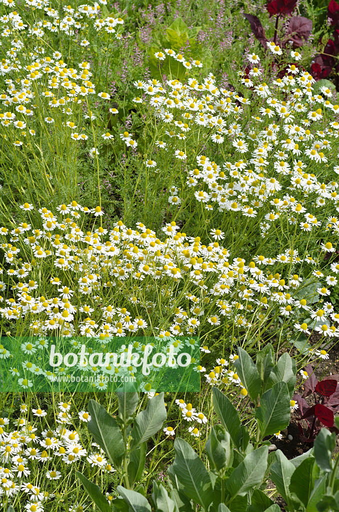 496402 - German chanomile (Matricaria recutita syn. Matricaria chamomilla)