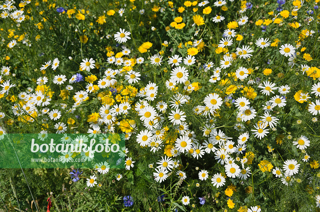 534439 - German chanomile (Matricaria recutita syn. Matricaria chamomilla) and dyer's chamomile (Anthemis tinctoria syn. Cota tinctoria)