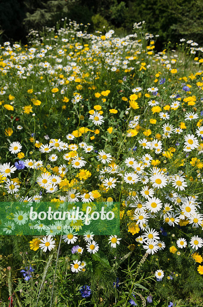 534440 - German chanomile (Matricaria recutita syn. Matricaria chamomilla) and dyer's chamomile (Anthemis tinctoria syn. Cota tinctoria)