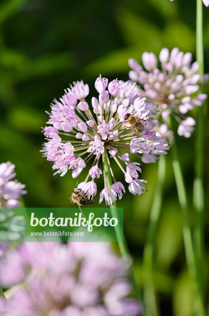 534293 - German garlic (Allium senescens subsp. senescens) and bees (Apis)