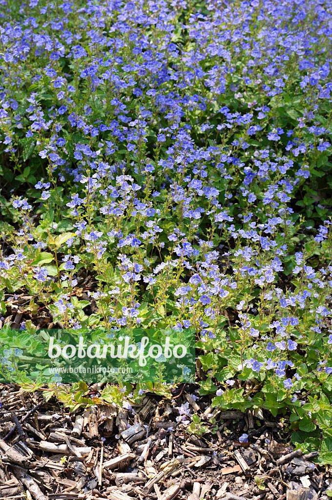 484287 - Germander speedwell (Veronica chamaedrys)