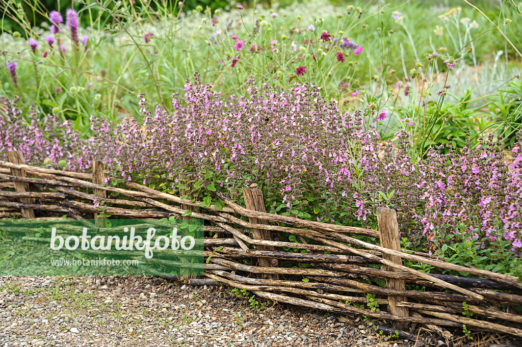 547308 - Germander (Teucrium x lucidrys)