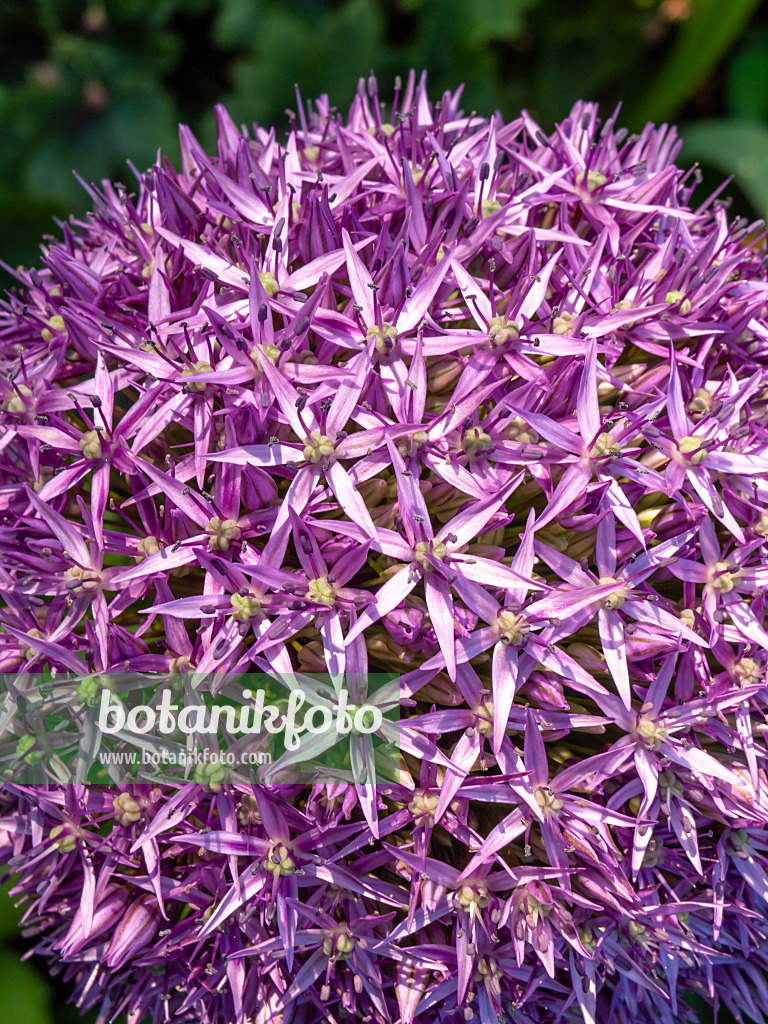 438188 - Giant allium (Allium Globemaster)