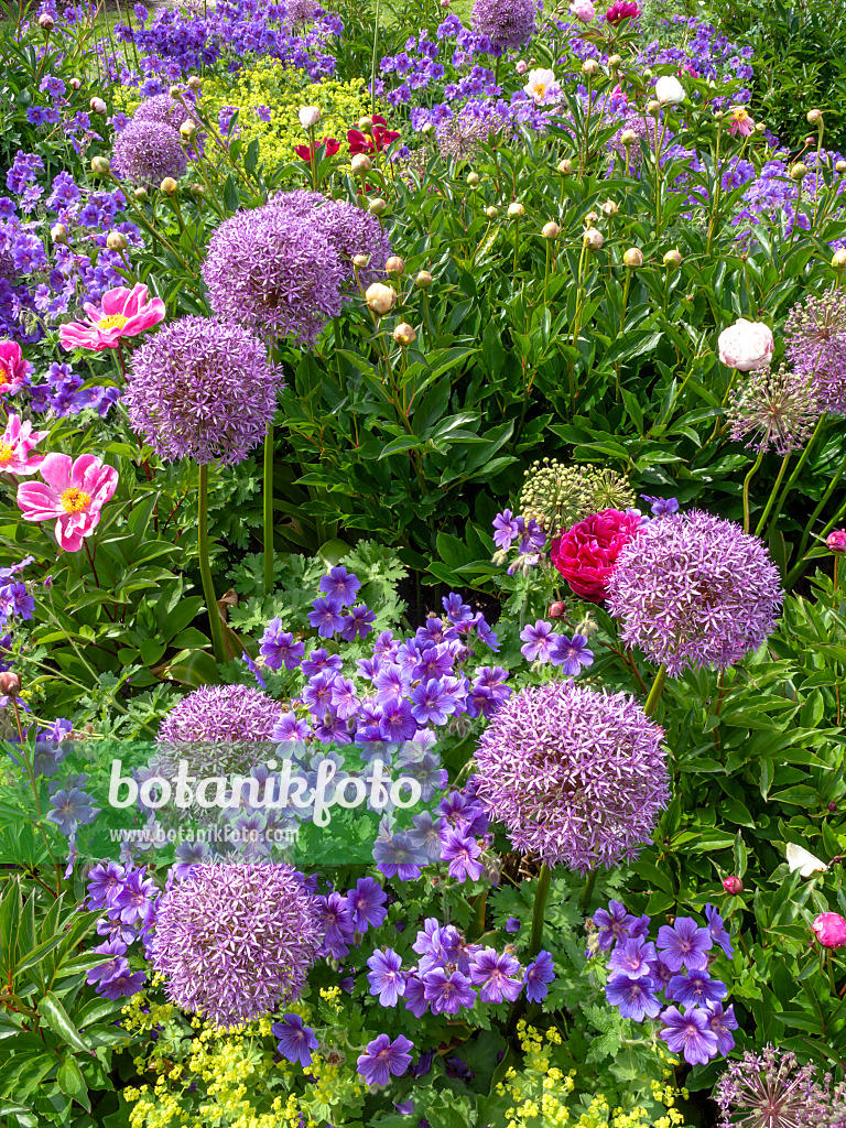 426057 - Giant allium (Allium Globemaster) and cranesbill (Geranium x magnificum)