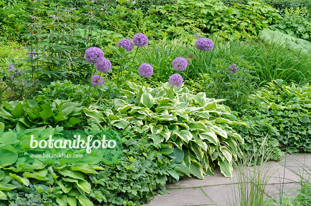 472439 - Giant allium (Allium Globemaster) and plantain lily (Hosta)