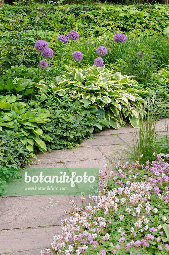 472440 - Giant allium (Allium Globemaster) and plantain lily (Hosta)