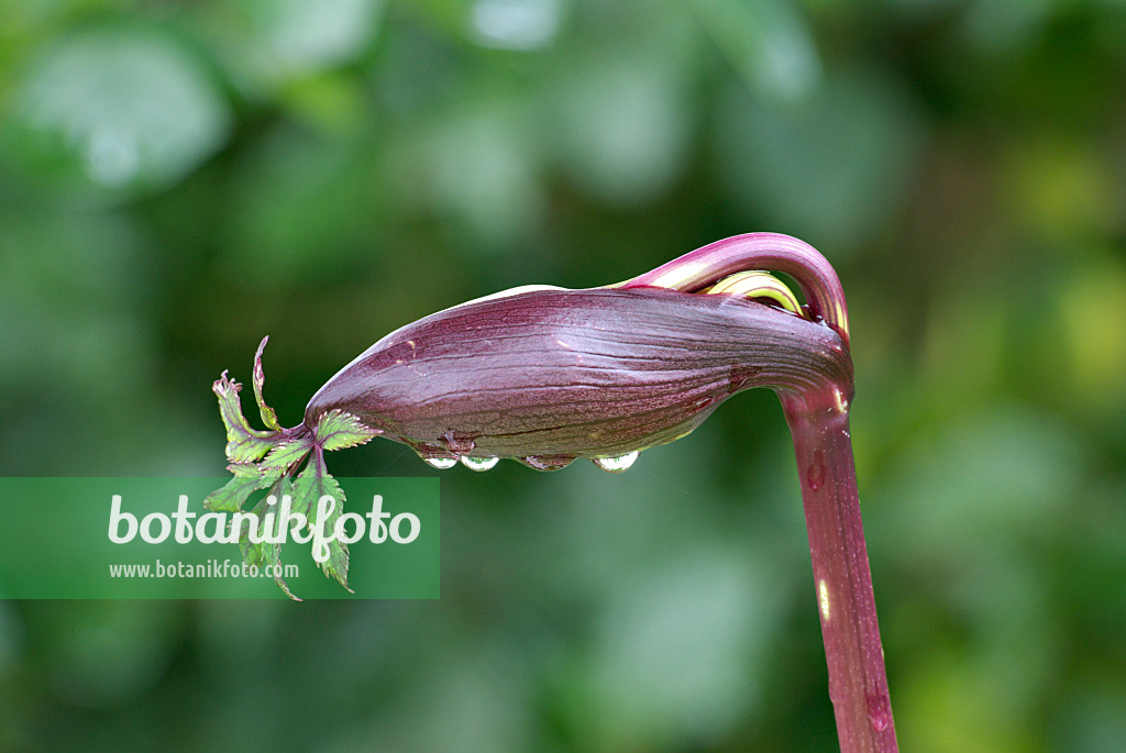 452159 - Giant angelica (Angelica gigas)