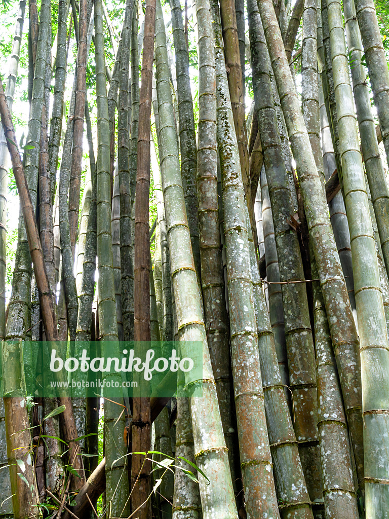 434355 - Giant bamboo (Dendrocalamus giganteus)