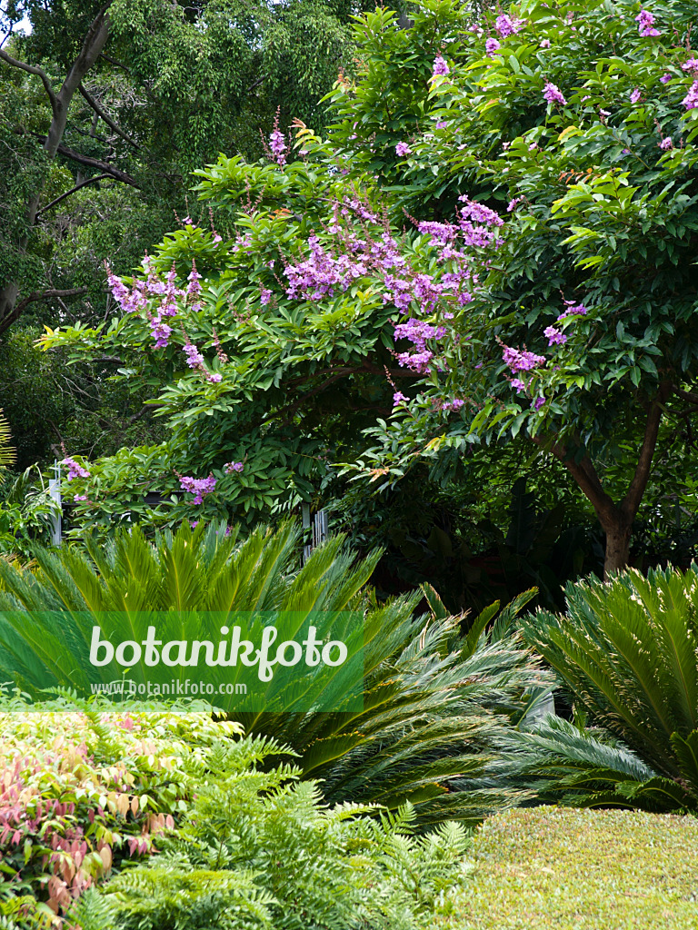 455057 - Giant crape myrtle (Lagerstroemia speciosa)