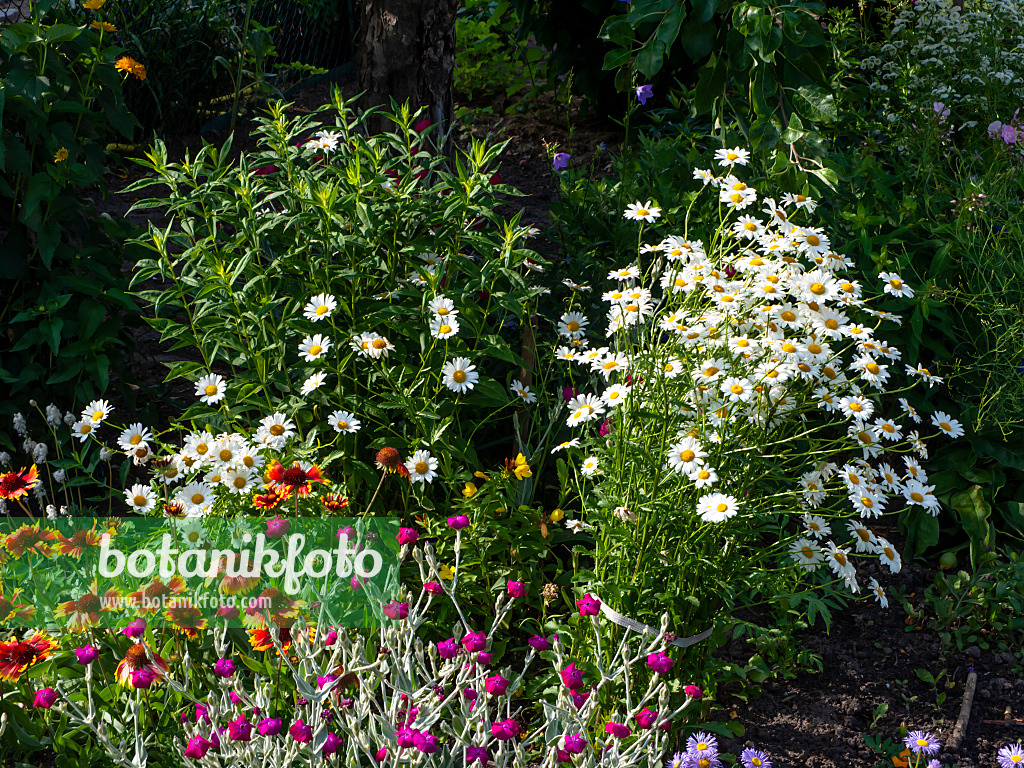 461080 - Giant daisy (Leucanthemum maximum)