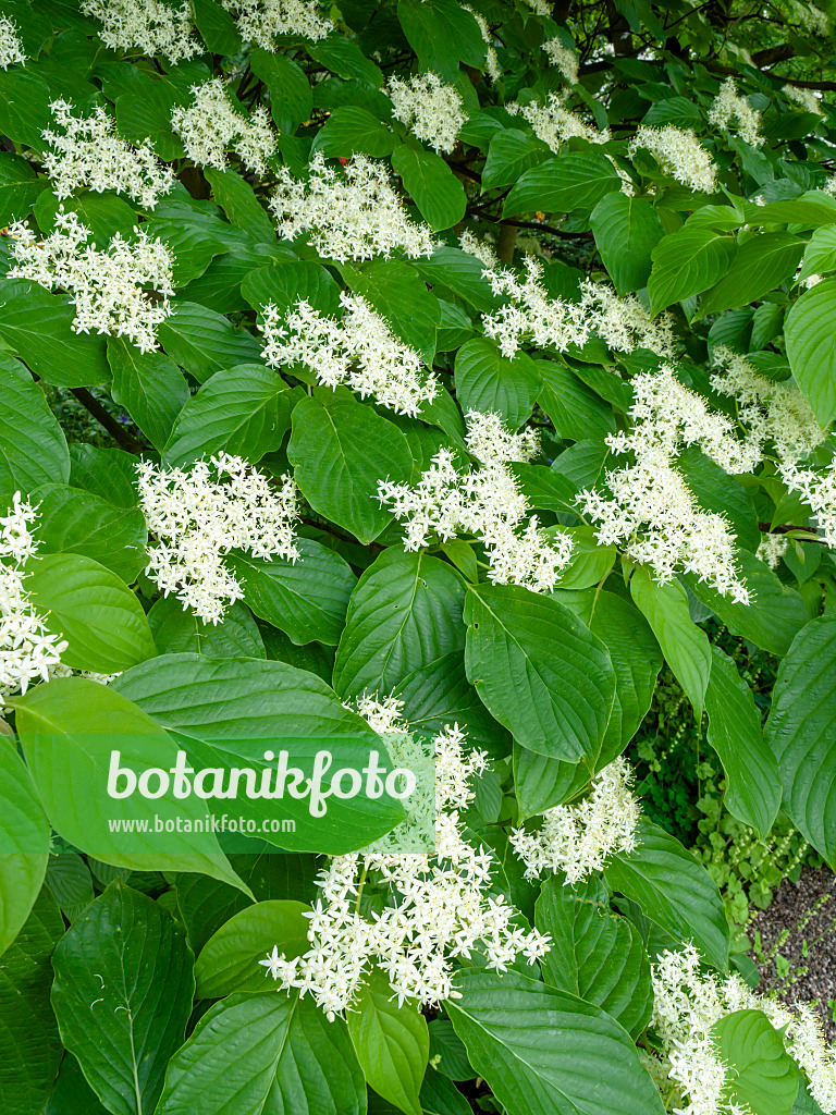 437389 - Giant dogwood (Cornus controversa)