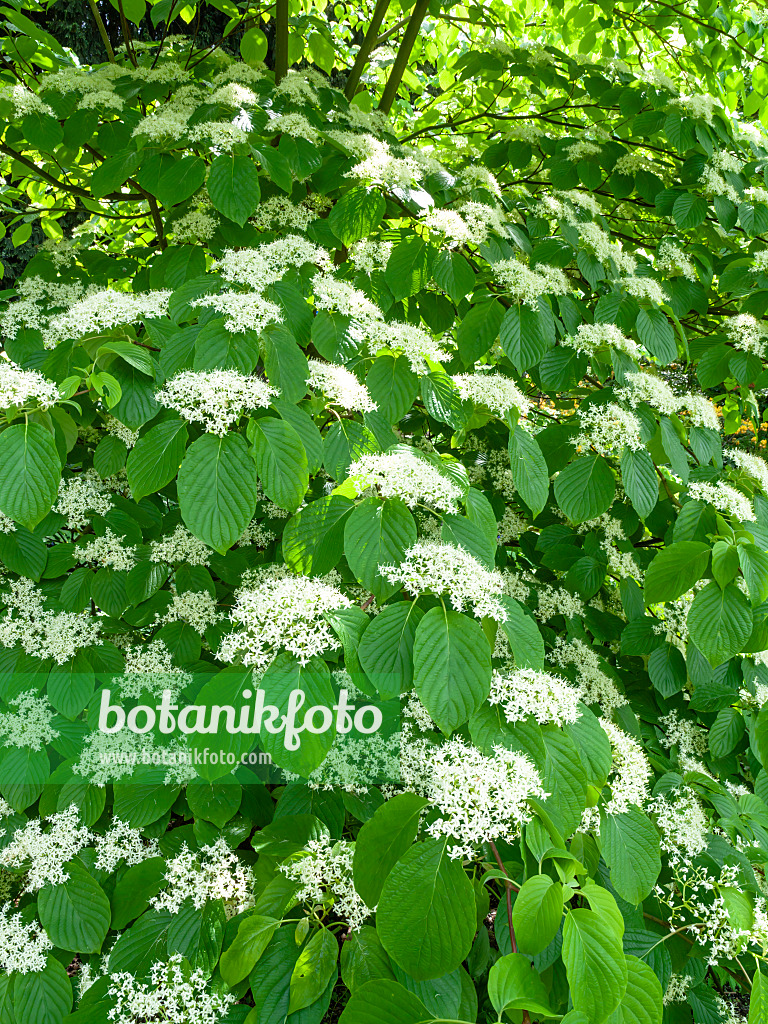 437391 - Giant dogwood (Cornus controversa)