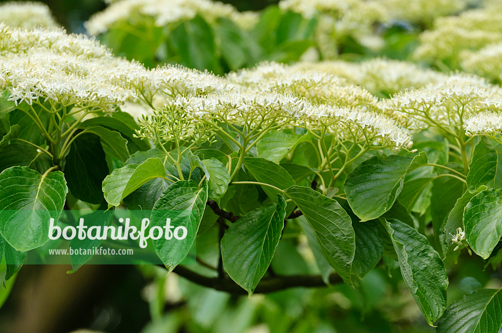 472252 - Giant dogwood (Cornus controversa)