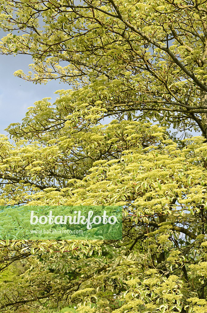 520401 - Giant dogwood (Cornus controversa 'Variegata')