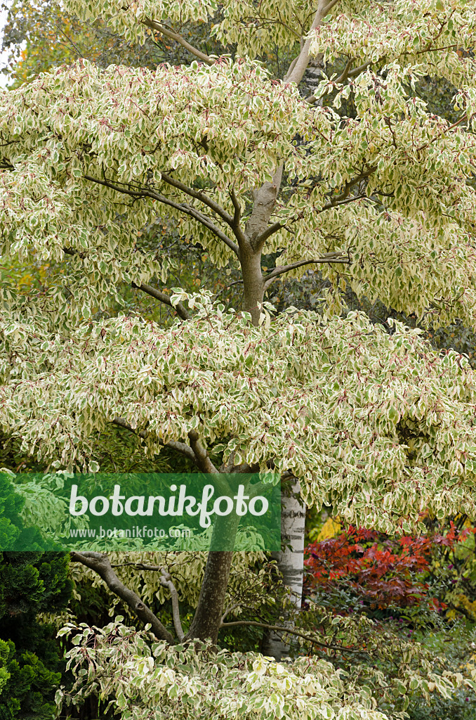 549127 - Giant dogwood (Cornus controversa 'Variegata')