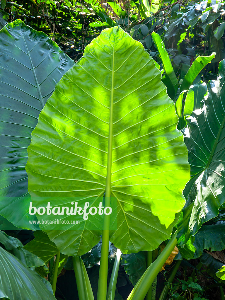 434145 - Giant elephant's ear (Alocasia macrorrhiza)