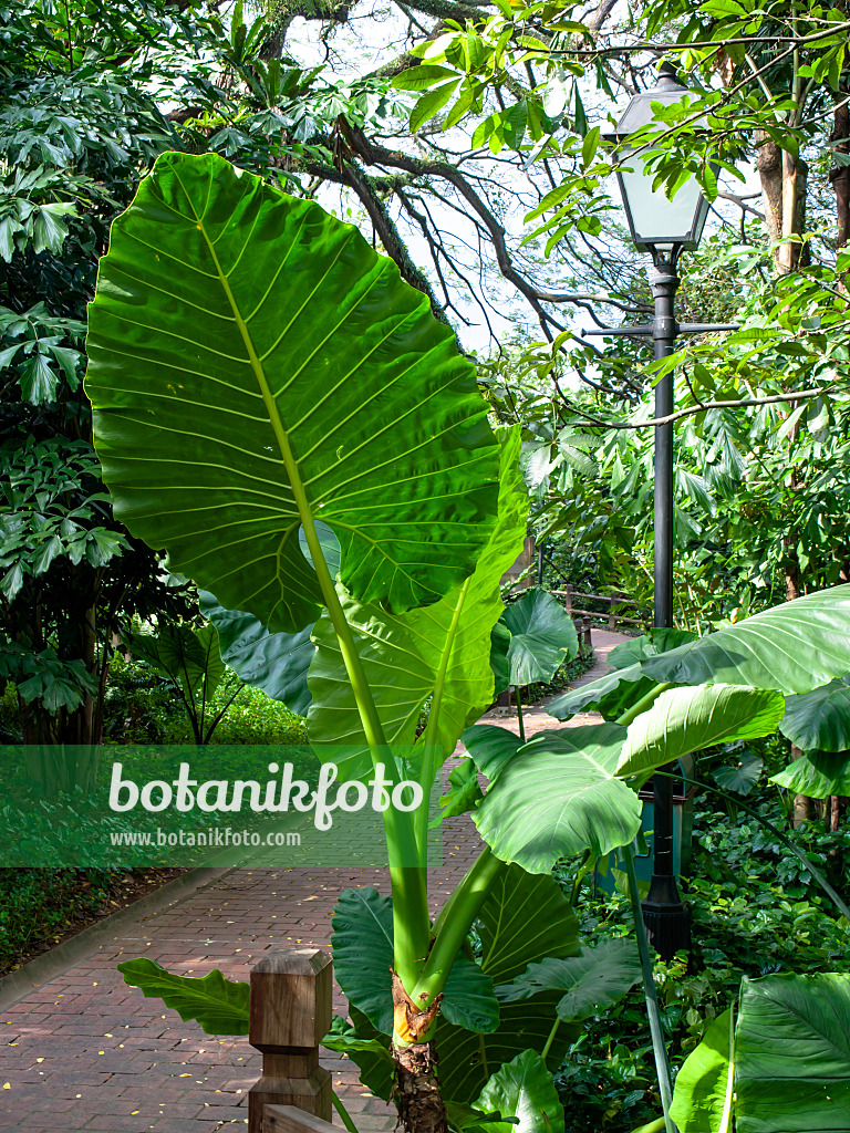 434168 - Giant elephant's ear (Alocasia macrorrhiza)